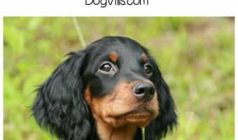 Life hacks to help make grooming your dog much easier, we could all use them right? Maybe your dog enjoys being bathed, or doesn’t mind sitting for a while after his bath so you can brush the tangles out, but mine certainly don’t! Does the thought of brushing his teeth make you want to run in the opposite direction? Check out these life hacks to help make grooming your dog much easier!