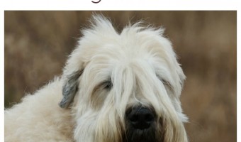 Soft Coated Wheaten Terriers make excellent family dogs. These dogs are loyal, intelligent, and get along well with children. But is he a hypoallergenic dog breed? Find out!