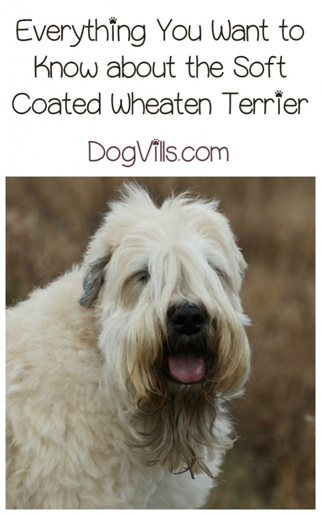 Soft Coated Wheaten Terrier A Hypoallergenic Dog Breed