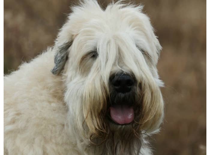 Soft Coated Wheaten Terriers make excellent family dogs. These dogs are loyal, intelligent, and get along well with children. But is he a hypoallergenic dog breed? Find out!