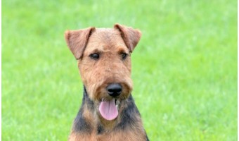 Is the Welsh Terrier hypoallergenic? Considering how many other terriers are considered hypoallergenic dog breeds, you might think these guys are too! Find out if you'd be correct, plus learn everything you need to know about these energetic dogs!