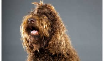The Barbet dog is a love bug of the highest order. These bouncy, curly, family-centric dogs bond absolutely with their families, and they love to be around them at all times. If you have allergies, though, you might wonder, is he a hypoallergenic dog breed? Read on to find out!