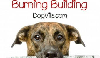 How far would you go to save your dogs? Would you run into a burning building to rescue them? That's what one man did in today's Barking News story. His heroism and love for his pups saved them from disaster. Now he needs a bit of help from the dog lover community. Check out this touching and harrowing story of a man who risked his life to save his beloved canine companions.