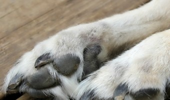 Brittle nails in dogs is fairly common. The problem with a condition like brittle nails is that it's common because there can be so many causes. Nails that flake or easily break can be caused by a variety of problems, all of which have different solutions. Let’s take a look at the most common causes and how we can help our dogs.