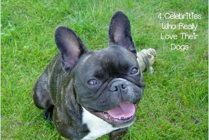 top celebrities dogs top celebrity dog lovers in hollywood top celebrities dogs top celebrity dog lovers in hollywood