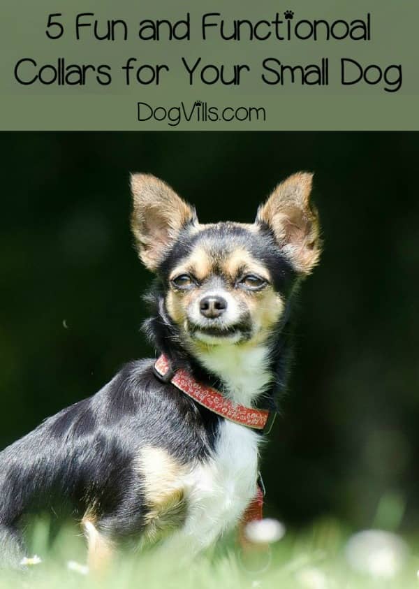 something cute for my dog, because I like to change out her collars often, depending on my mood (because it’s about me and not her right?). I get lost in the internet when I am shopping for things like this, I just like so many I can’t decide! Check out some of my favorite finds as of late, and see if you like them too!