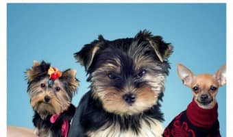 Deworming puppies is always done by vets. Whether the puppies were born outside, in a puppy mill, come from a breeder, or came down from a spaceship, deworming puppies is done 100% of the time. But why is it always done?