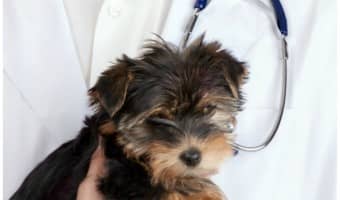 Deworming is something you probably hear about a lot if you go to the vet. Deworming treatment kills any intestinal parasites living in your dog, and most vets recommend giving a treatment every three months. The question I was always asked at the vet was, "Do I really need to do that so much?" Well, there's a clinical answer, and there's a practical answer. Let's check out both.