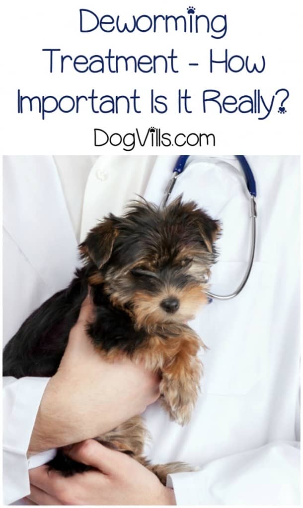 Deworming Treatment How Important Is It? DogVills
