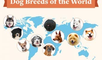 When you look at dogs from around the world, from the petite Pomeranian to the giant Great Dane, it’s hard to believe they’re the same species. Dogs vary so much in their appearance and personality. Check out these crazy dog facts from around the world!