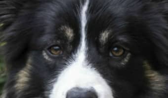 Five tips to minimizing dog hair around your home? Sure why not! We could all use tips like this, am I right? I know for my family, one of the reasons we held off on getting a dog at one point was because of the dog hair. I found ways to tackle it, so it wasn’t as much of a problem. I wanted our family to have a dog more than I cared about the shedding issue. So here are my five tips to minimizing dog hair around your home.