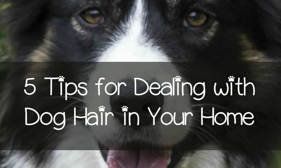 5 Tips to Minimizing Dog Hair Around Your Home DogVills