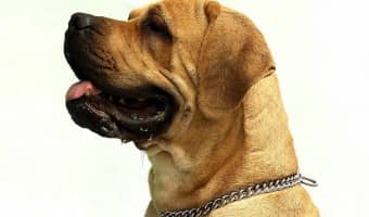 Dog mounting is a behavior we've all seen at least a few times in our lives. If you don't know what mounting its, you'll probably recognize its other name - humping. While humping my look like it's about procreation, dog mounting is actually about dominance more often than not. Learn what to do when your dog gets hump happy!