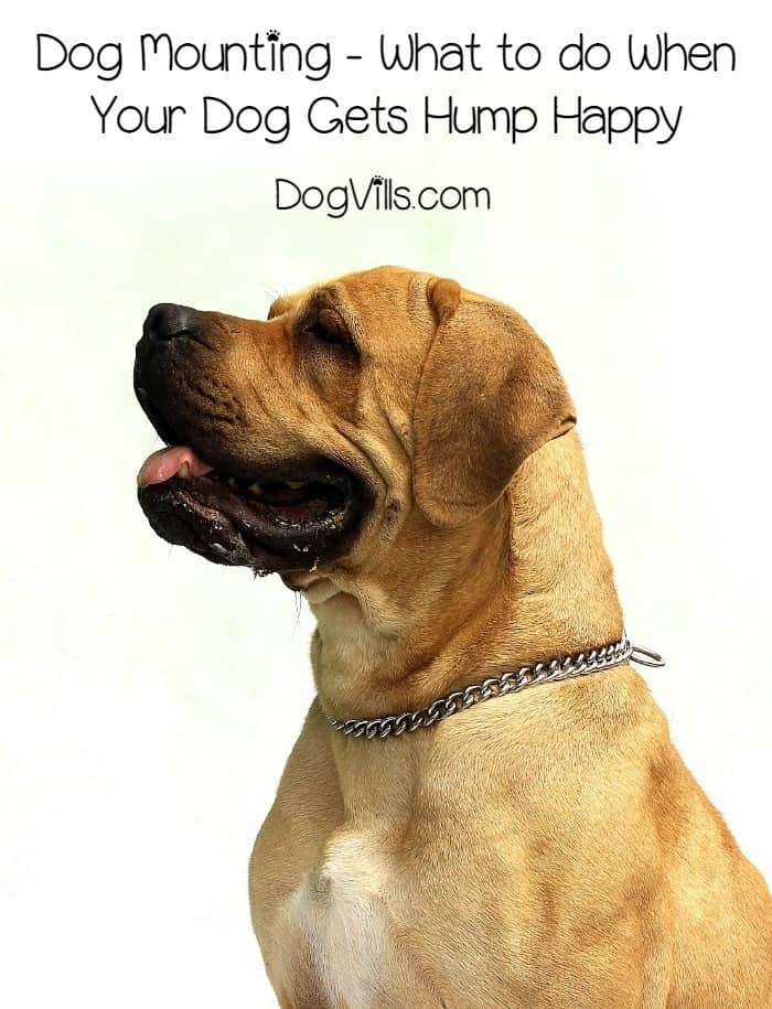 what to do when your puppy humps mounting what to do when your gets hump happy dogvills what to do when your puppy humps mounting what to do when your gets hump happy dogvills