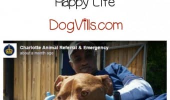 This is a story of caring people and a dog with a lot of will and determination. A pit bull was found by Casey Lawrence, a real estate agent in Rock Hill, South Carolina. What happens next is nothing short of inspirational.
