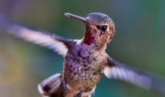 You may think a hummingbird is a pretty unlikely friend for your dog. Usually, you'd be right. Former feral Rex, though, calls a hummingbird his best friend! Check out this adorable story of unlikely pals!