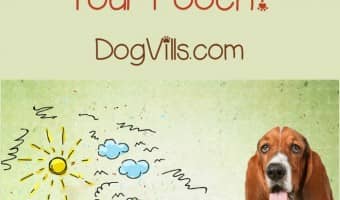 Doggy daycare is a term that conjures up images of our dogs crying and sobbing while they wait for us to get them from the strange land we left them in. Is that really what it’s like, though? Should you really be nervous about it? Find out the truth about dog daycare.