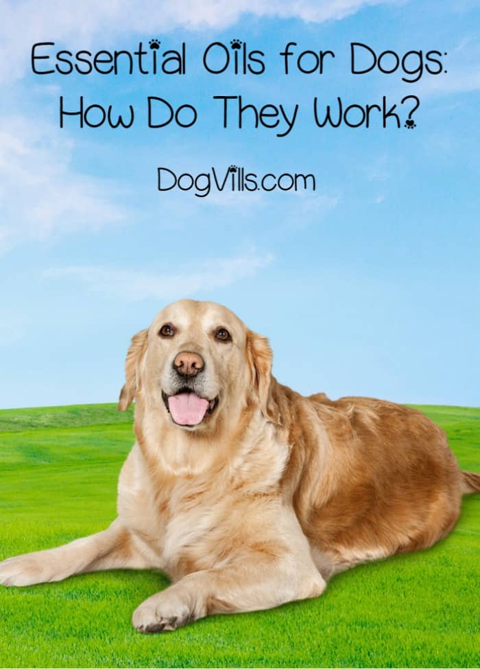 how do they dogs essential oils for dogs how do they work dogvills how do they dogs essential oils for dogs how do they work dogvills