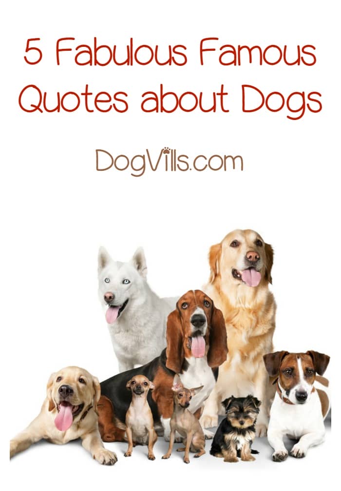 Famous Quotes about Dogs DogVills