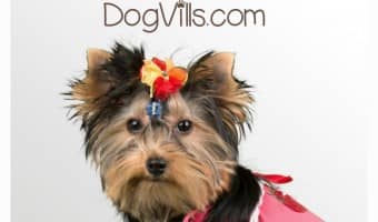 If you are a dog owner, you are probably always in search of ways to make things like grooming, exercising, feeding, playing and training much easier. Well, look no further because here are some of the best hacks for dog owners.