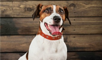Thinking about using a head collar as a dog training tool? Before you go out and buy this halter-style collar, read everything you need to know about using it properly! It can be a fabulous tool for taming a goofy dog, but like all things, it has to be used right. Learn more about head collars for dogs!