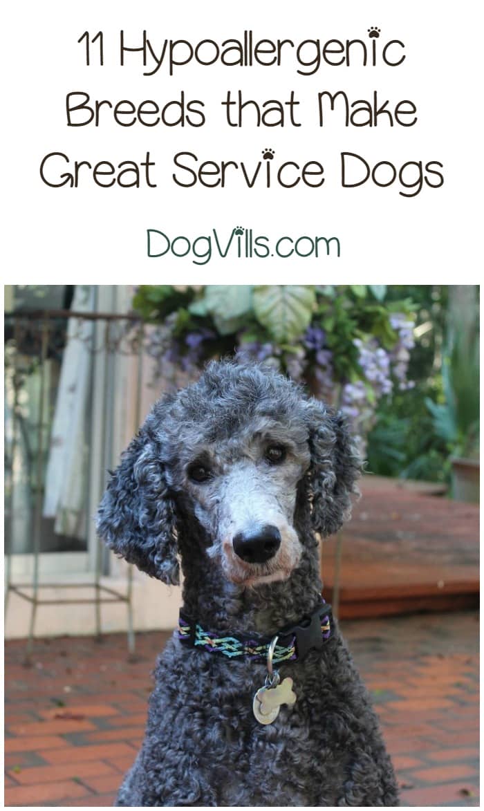 11 Best Hypoallergenic Service Dogs