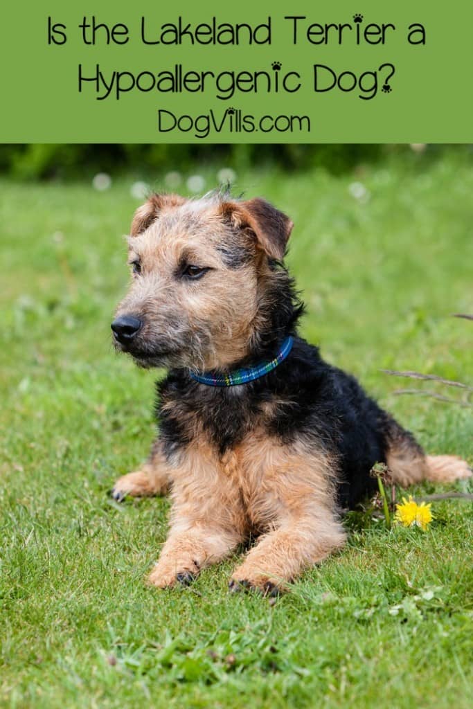 do lakeland terriers shed