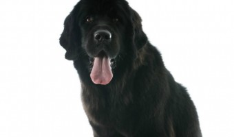 Is the Newfoundland large dog breed a good fit for your apartment life? Considering they can top out at 150 pounds, you might think they’d need a lot more space than you have. With proper dog training, though, the answer may actually surprise you! Learn more about Newfoundlands and how to help them adapt to life in a small space.