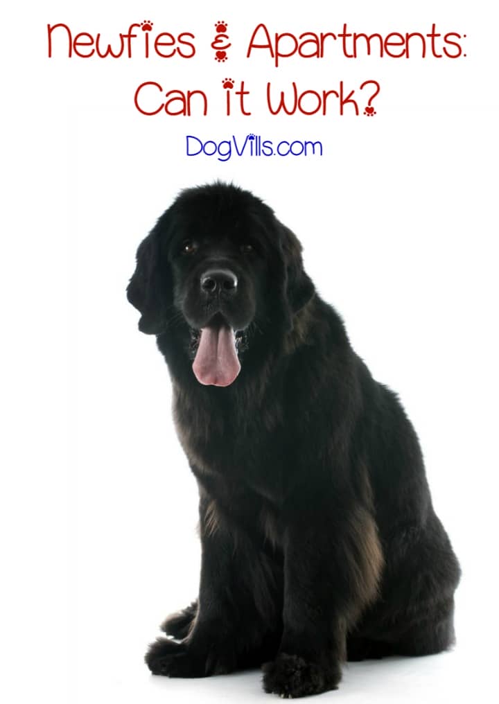 Is the Newfoundland Dog Breed a Good 