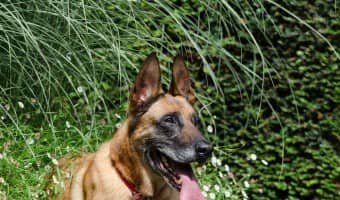 With the weather heating up, chances are you'll be spending more time outside with your pooch. That makes these outdoor safety tips for dogs more important than ever. While we often think of winter as being the most dangerous season for our pups, summer comes with plenty of its own hazards. These safety tips will help make sure your dog enjoys the summer as much as you do!