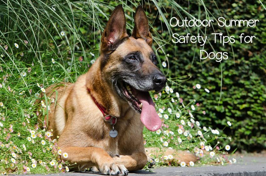 5 Summer Outdoor Safety Tips for Dogs You Need to Know DogVills