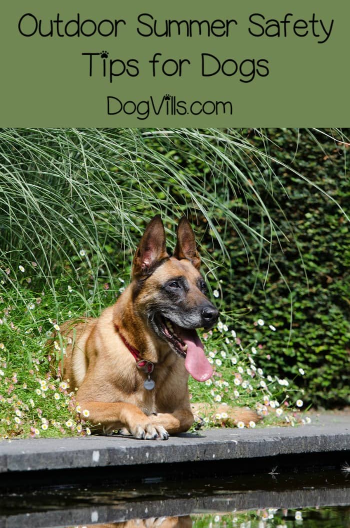 5 Summer Outdoor Safety Tips for Dogs You Need to Know DogVills