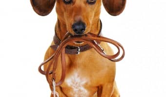 Let's put the head collar controversy to rest! Learn more about this training tool, how to use it and why it's so useful.