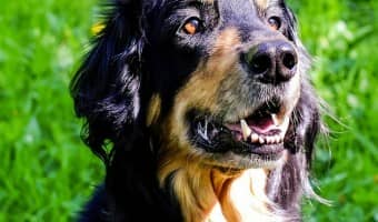 Lately, I've seen a lot of people asking about Quercetin for dog allergies and whether it works. Quercetin is a naturally occurring substance in many fruits and vegetables, and has recently found popularity as an all-natural antihistamine. The big question is: will it work for your dog's allergies? Find out!