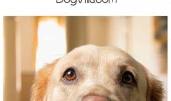 Urine marking is one of those weird dog behavior things that we humans often don’t really get, but to our dogs it makes perfect sense. Fortunately, we have just the dog training tips you need to curb this messy habit! It’s actually easier than you think!