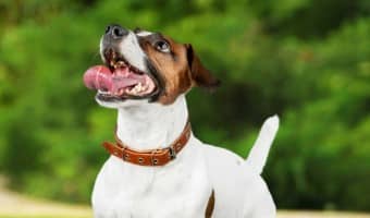 When it comes to young puppy training, it’s really a game of patience. Right now, your goal is to connect with your pup. Check out our dog training tips to help you create that bond that will help make things much easier down the road.