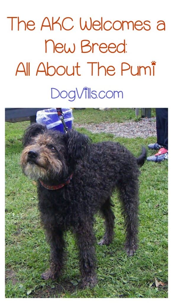 Introducing The Pumi The AKC's Newest Recognized Dog Breed