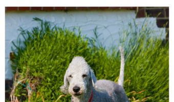 The Bedlington Terrier is one of the most famous dogs with a charming personality. Is he also hypoallergenic? Find out!