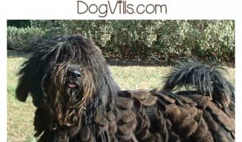 The Bergamasco is a highly intelligent, eager to please herding dog with a distinct look. But is he a hypoallergenic dog breed? Find out!