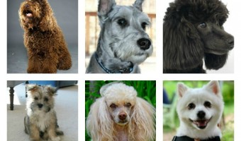 We're making it easy for you to find the hypoallergenic dog breed of your dreams. Check out our complete list, alphabetized for your convenience.