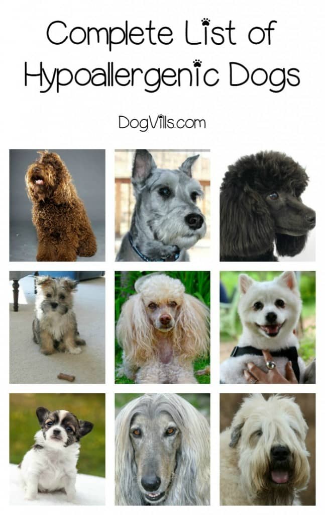 Complete List of Hypoallergenic Dog Breeds