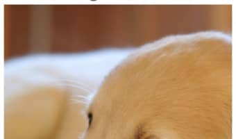Looking for great books on helping your dog cope with separation anxiety? Check out a few of our favorites!