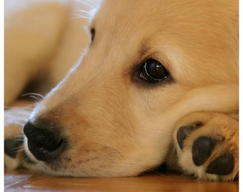 Separation Anxiety