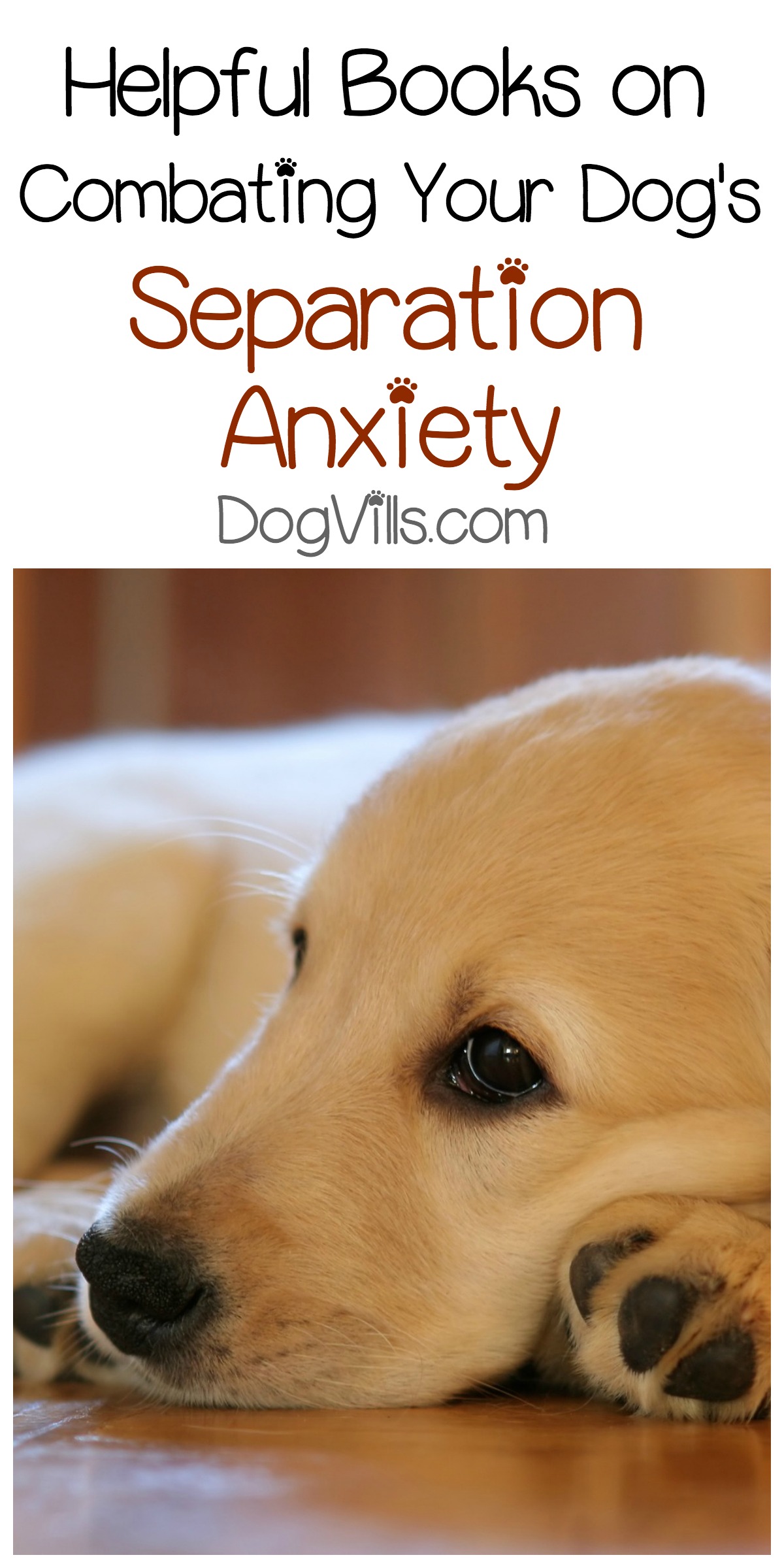 3 Helpful Books On Combating Your Dog's Separation Anxiety
