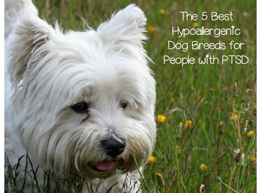 Best Hypoallergenic Dog Breeds for PTSD