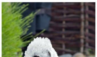 The best hypoallergenic hunting breeds are those who are hunters by nature right? Check out these guys who will be great hunting partners and not make you sneeze!