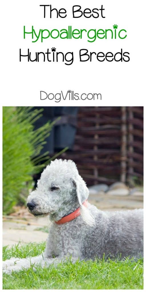 best hunting dog mixes