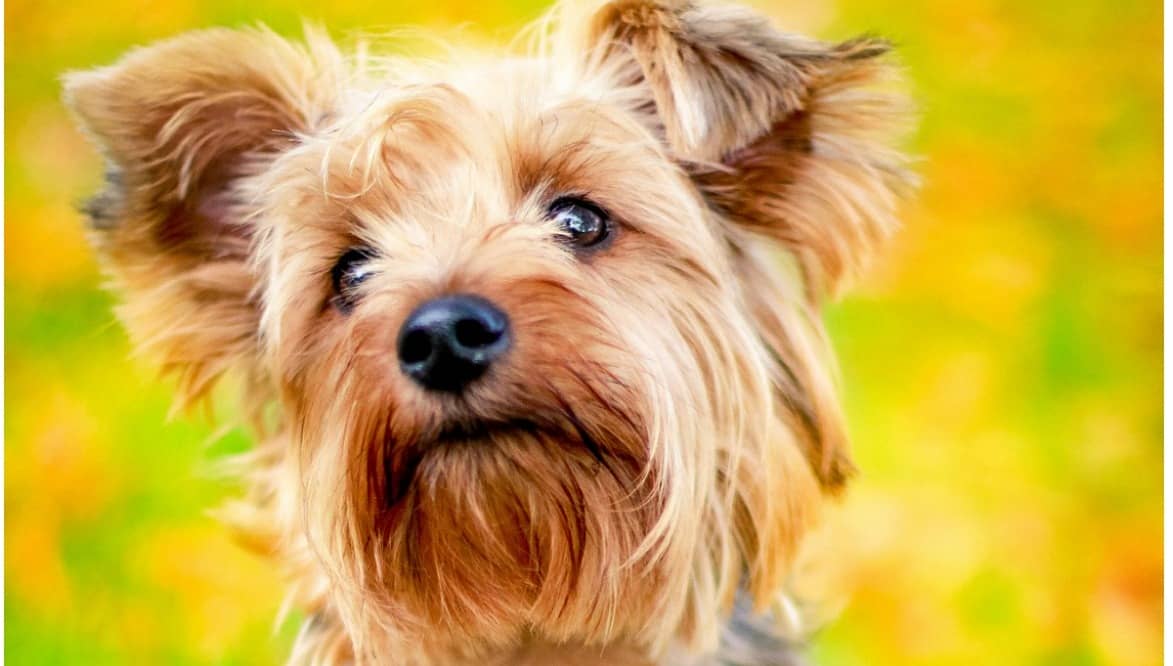 Best Hypoallergenic Dog Breeds Best for Apartments 