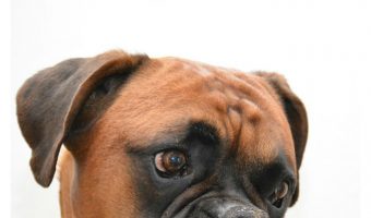 The best dog food for senior boxers should address their specific health needs. Check out our tips to help choose the right one.