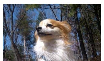 When it comes to dog behavior, it really is all instinct. Learn more about why your pooch does the things he does, and why you shouldn’t be mad at him for it!